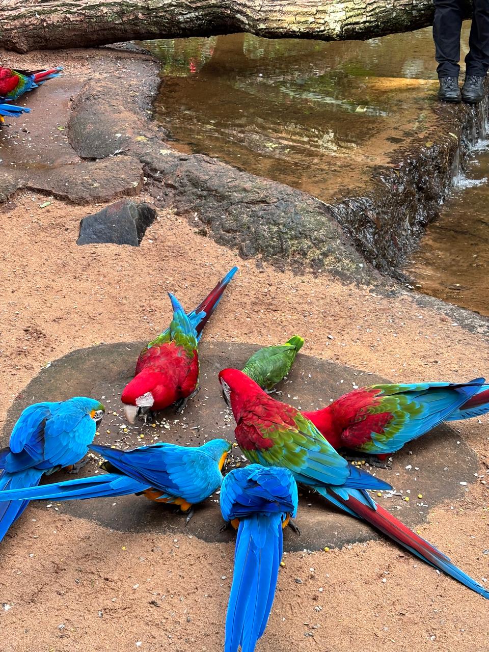 Parque de aves (Foz do iguaçu)
